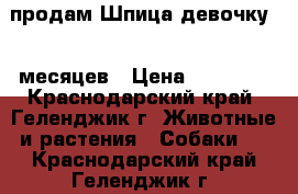 продам Шпица девочку 10 месяцев › Цена ­ 10 000 - Краснодарский край, Геленджик г. Животные и растения » Собаки   . Краснодарский край,Геленджик г.